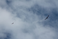 Celostátní setkání Hořice 2013