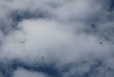 Celostátní setkání Hořice 2013